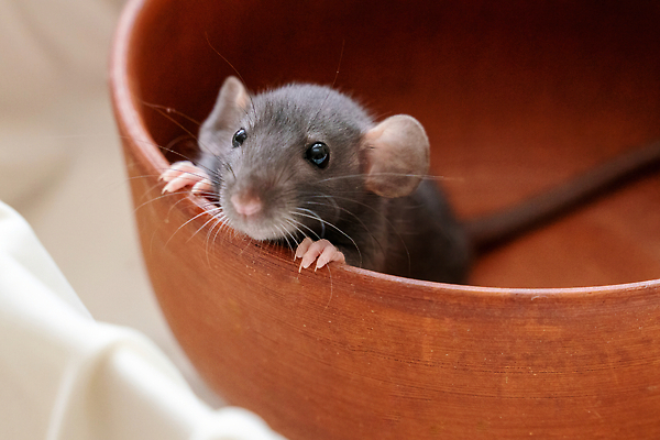 포토 JPG 해외이미지 동물 1 디자인 야생동물 백그라운드 포유류 자연 수염 털 사람없음 장식 파란색 반려동물 뷰티 갈색 머리 정원 검은색 회색 흰색 아기 우아함 달콤 해충 쥐 설치류 주머니 작음 모피 묘사 호기심 솜털 해외202310 해외포토 감정 컬러 컨셉 사람 신체부위 맛 벌레 크기 생태계 파일형식