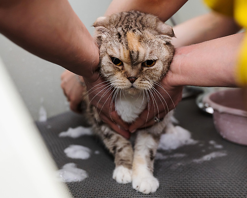 포토 JPG 해외이미지 손 사람없음 신체부위 귀여움 거품 잡기 화장실 대야 씻겨주기 반려묘 못마땅 해외202310 해외포토 감정 컨셉 모션 사람 반려동물 고양이 파일형식