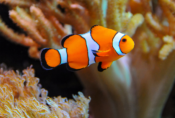 포토 JPG 해외이미지 동물 야생동물 바다 가족 자연 어류 사람없음 물 파란색 뷰티 바닷속 수중 광대 산호 산호초 보호 생태계 다이빙 암초 수족관 홍해 촉수 동물상 소금물 아네모네 이국적 해외202310 해외포토 자연요소 꽃 컬러 컨셉 관계 조형물 수영 수중동물 수중식물 자포동물 수중스포츠 파일형식