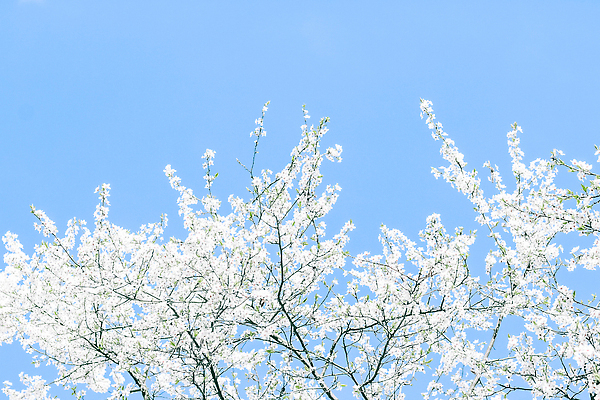 포토 JPG 해외이미지 나무 하늘색 백그라운드 자연 하늘 사람없음 벚꽃 화려 해외202310 해외포토 식물 꽃 컨셉 파란색 생태계 파일형식