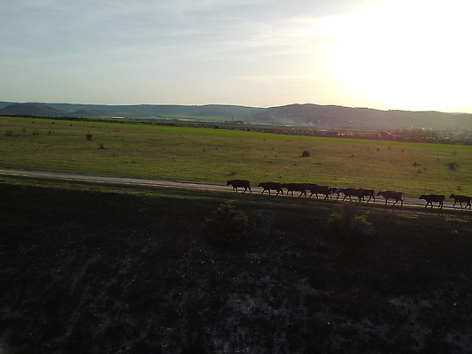 포토 JPG 해외이미지 동물 도로 음식 여행 밭 농업 자연 하늘 안테나 풍경 사람없음 야외 초록색 여름 뷰티 농장 갈색 환경 맑음 산책 소고기 시골 소 군중 방목 땅 먼지 내추럴 드론 밭일 조감도 찰과상 해외202310 해외포토 계절 산업 길 컬러 통신 포유류 교통시설 날씨 휴식 육류 사람 축산업 상처 생태계 파일형식