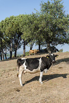 포토 JPG 해외이미지 동물 산업 음식 스티커 농업 비즈니스 포유류 실내 사람없음 농장 머리 꼬리표 농사 가축 목장 소고기 시골 그룹 소 볏짚 군중 주식 먹기 흔적 생태계 귀 헛간 내추럴 외양간 기르기 밭일 많음 해외202310 해외포토 컨셉 모션 육류 사람 내부 신체부위 금융 라벨 짚 저장고 돌봄 파일형식