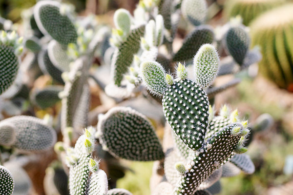 포토 JPG 해외이미지 식물 공원 꽃 모래 컬러 여행 자연 하늘 산 멕시코 선인장 건조 풍경 사람없음 야외 초록색 여름 파란색 뷰티 정원 미국 사막 뜨거움 가시 황무지 날카로움 애리조나 스파이크 내추럴 다육식물 서쪽 해외202310 해외포토 계절 공공시설 북아메리카 방향 생태계 파일형식