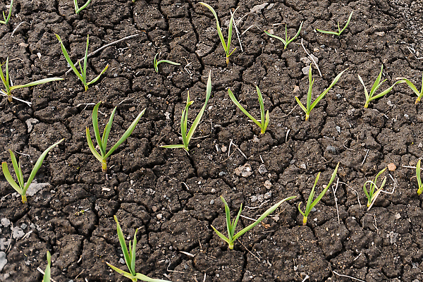 포토 JPG 해외이미지 식물 계절 지구 백그라운드 잎 밭 농업 채소 자연 표면 양파 건조 사람없음 야외 초록색 농작물 새싹 환경 정원 흙 봄 수확 성장 침대 뜨거움 거친 균열 땅 유기농 생태계 원예 먼지 가뭄 내추럴 땅바닥 모종 밭일 생태학 세련 해외202310 해외포토 웰빙 교육 산업 컬러 가구 모션 날씨 바닥 취미 파일형식