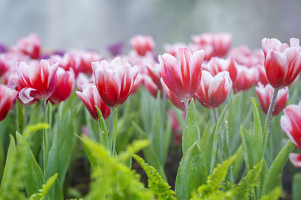 포토 JPG 해외이미지 식물 디자인 계절 꽃잎 꽃 행복 컬러 백그라운드 태국 자연 풍경 사람없음 가로 빨간색 초록색 여름 컬러풀 햇빛 뷰티 정원 맑음 보라색 봄 튤립 벚꽃 신선 해외202310 해외포토 감정 아시아 날씨 태양 생태계 파일형식