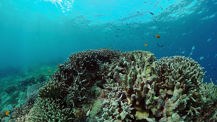 포토 JPG 해외이미지 동물 야생동물 바다 여행 백그라운드 자연 어류 사람없음 물 컬러풀 환경 바닷속 수중 수영 탐험 스노클링 산호 산호초 생태계 다이빙 장면 암초 발견 깊이 이국적 해외202310 해외포토 자연요소 컬러 수중동물 수상스포츠 수중식물 자포동물 수중스포츠 파일형식