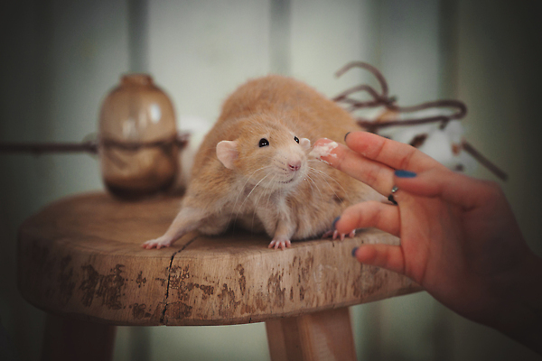 포토 JPG 해외이미지 동물 응시 시선 야생동물 백그라운드 포유류 자연 생물 수염 관리 앉기 사람없음 빨간색 반려동물 방 흰색 해충 쥐 설치류 큼 모피 먹기 비만 호기심 생물학 꼬리 솜털 생강 기생충 스카우트 유전 해외202310 해외포토 교육 감정 컬러 컨셉 채소 모션 바이러스 벌레 크기 몸매 생태계 파일형식