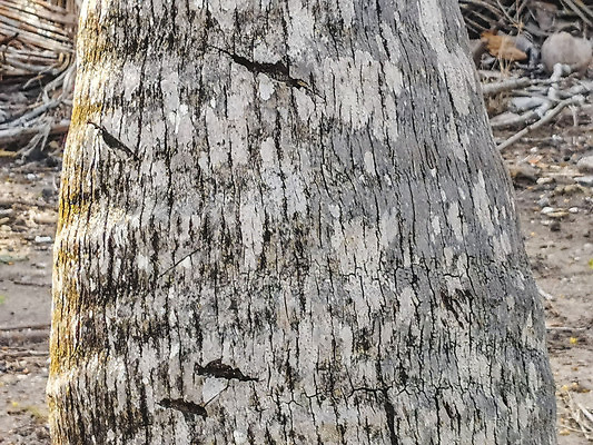 포토 JPG 해외이미지 나무 식물 모래 바다 여행 백그라운드 잎 자연 하늘 휴가 멕시코 손바닥 풍경 사람없음 초록색 여름 파란색 컬러풀 야자수 뷰티 맑음 미국 질감 코코넛 마야 내추럴 이국적 칸쿤 파라다이스 파멸 해외202310 해외포토 손 계절 컬러 컨셉 북아메리카 과일 날씨 생태계 마야문명 파일형식 소멸