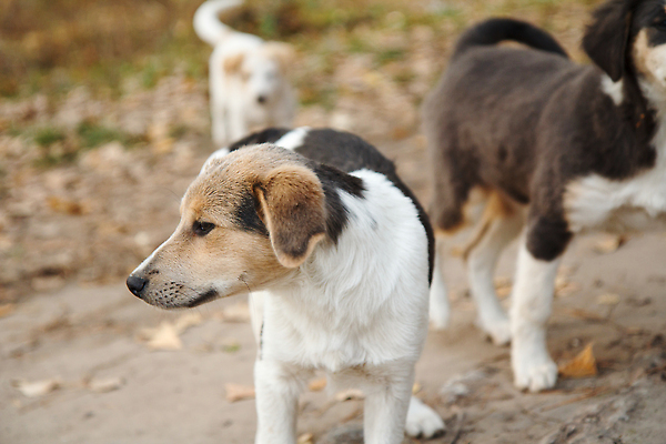 포토 JPG 해외이미지 동물 1 백그라운드 잎 자연 거리 피곤 사람없음 반려동물 갈색 귀여움 우정 슬픔 가을 흰색 기다림 개 달콤 강아지 고독 떨어짐 작음 무서움 버리기 배고픔 송곳니 노숙자 땅바닥 우울증 혼자 해외202310 해외포토 식물 계절 감정 컬러 컨셉 포유류 모션 바닥 친구 맛 치아 질병 크기 생태계 파일형식