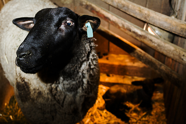 포토 JPG 해외이미지 동물 여자 농업 포유류 자연 사람없음 검은색 미국 가축 목장 흰색 양 볏짚 작음 수납 양고기 잡동사니 외양간 양모 수목 콜로라도 해외202310 해외포토 산업 컬러 북아메리카 육류 사람 직물 짚 크기 생태계 파일형식