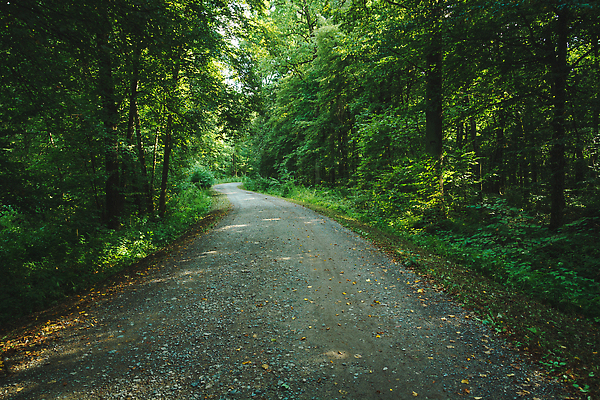 포토 JPG 해외이미지 나무 공원 도로 길 여행 백그라운드 낙엽 잎 자국 자연 요정 그림자 풍경 사람없음 야외 목재 초록색 여름 빛 햇빛 뷰티 환경 전원 숲 신비 오솔길 먼지 마법 방법 삼림지대 환상 해외202310 해외포토 식물 계절 공공시설 컬러 컨셉 재료 교통시설 태양 전기에너지 생태계 파일형식