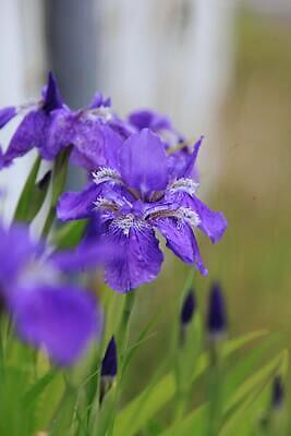 포토 JPG 해외이미지 식물 꽃잎 꽃 분홍색 사람없음 빨간색 보라색 들꽃 자주색 붓꽃 캄파눌라 해외202310 해외포토 컬러 파일형식