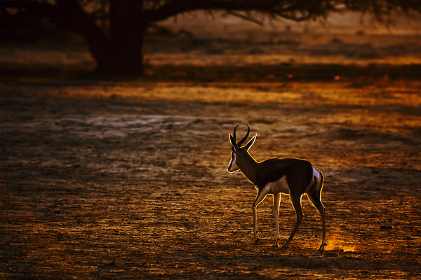 포토 JPG 해외이미지 동물 야생동물 오렌지 포유류 아프리카 자연 흑백 국립공원 사람없음 야외 가로 관광지 일출 일몰 새벽 사막 황무지 보호 사파리 영양 나미비아 남아프리카 보츠와나 보호구역 칼라하리 건조기후 해외202310 해외포토 자연요소 공원 나라 여행 컨셉 과일 촬영기법 노을 생태계 구역 파일형식