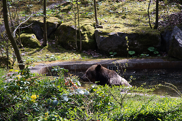 포토 JPG 해외이미지 동물 1 공원 야생동물 백그라운드 곰 포유류 자연 생물 털 독일 동물원 사람없음 야외 초록색 물 강 갈색 환경 수영 힘 게임 숲 위험 큼 모피 스마트 호기심 사냥 육식동물 사냥꾼 내추럴 순찰 전국 해외202310 해외포토 자연요소 직업 공공시설 감정 유럽 컬러 컨셉 놀이 수상스포츠 크기 생태계 파일형식