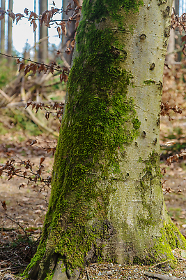 포토 JPG 해외이미지 나무 식물 배너 계절 공원 길 백그라운드 잎 과일 자연 벽지 이끼 풍경 사람없음 야외 목재 초록색 여름 빛 햇빛 태양 뷰티 환경 맑음 놀람 안개 가을 소나무 황무지 숲 큼 침엽수 내추럴 카피스페이스 해외202310 해외포토 자연요소 공공시설 감정 컬러 재료 날씨 표정 공백 크기 생태계 파일형식