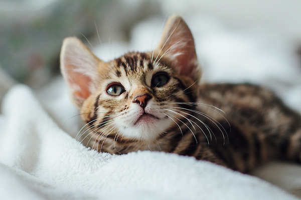 포토 JPG 해외이미지 응시 새끼 사람없음 귀여움 담요 반려묘 뱅갈 해외202310 해외포토 동물 시선 컨셉 반려동물 고양이 파일형식