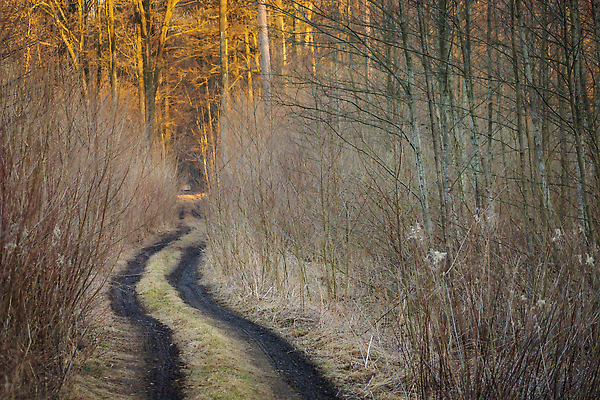포토 JPG 해외이미지 나무 계절 공원 도로 길 여행 백그라운드 자국 자연 그림자 풍경 사람없음 야외 목재 빛 뷰티 갈색 환경 맑음 어둠 일몰 봄 가을 티켓 숲 신비 오솔길 먼지 공상 마법 내추럴 길가 땅바닥 방법 선로 웅장함 흙길 비어있는 해외202310 해외포토 식물 공공시설 컬러 컨셉 재료 교통시설 날씨 바닥 노을 흙 생태계 파일형식