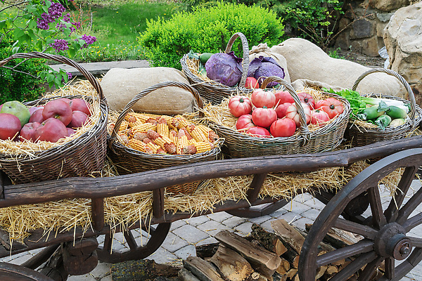 포토 JPG 해외이미지 식물 전통 계절 음식 여행 백그라운드 농업 채소 과일 교통시설 자연 벽지 호박 휴식 풍경 사람없음 목재 장식 초록색 반려동물 뷰티 농장 마을 상점 정원 카트 할로윈 수확 가을 시골 업무 바퀴 시장 고독 복고 날것 10월 서쪽 옛날 채식주의자 해외202310 해외포토 나무 동물 감정 산업 컬러 교통 컨셉 재료 작업 날짜 방향 시설 생태계 채식 파일형식