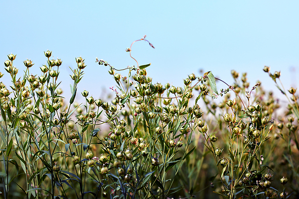 포토 JPG 해외이미지 식물 계절 꽃 유럽 백그라운드 잎 꽃무늬 밭 농업 자연 씨앗 사람없음 야외 초록색 약 농장 수확 시골 상품 묘사 아로마 섬유 아마 해외202310 해외포토 나라 산업 컬러 무늬 의학 직물 생태계 파일형식