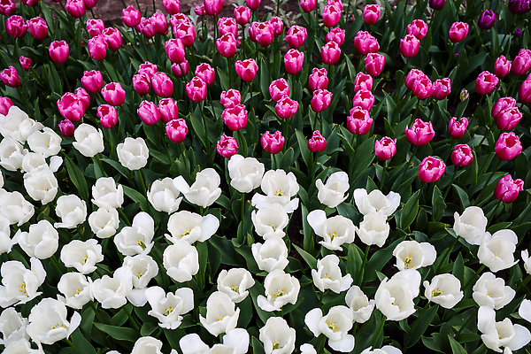 포토 JPG 해외이미지 나무 식물 배너 계절 공원 꽃 분홍색 컬러 꽃다발 백그라운드 잎 꽃무늬 밭 자연 벽지 사랑 사람없음 야외 빨간색 초록색 여름 컬러풀 뷰티 정원 맑음 놀람 봄 튤립 벚꽃 생일 네덜란드 질감 해외202310 해외포토 공공시설 기념일 감정 유럽 무늬 농업 날씨 표정 생태계 파일형식