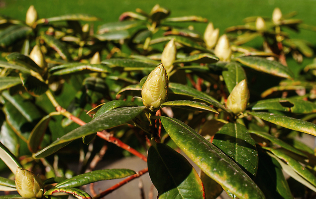포토 JPG 해외이미지 나무 식물 계절 공원 꽃 화초 야생동물 줄기 백그라운드 잎 꽃무늬 자연 사람없음 야외 초록색 여름 뷰티 환경 정원 봄 활발 성장 벚꽃 나뭇가지 신선 개화 맛 관목 원예 상록수 내추럴 고립 생태학 해외202310 해외포토 동물 공공시설 교육 컬러 컨셉 무늬 취미 생태계 파일형식
