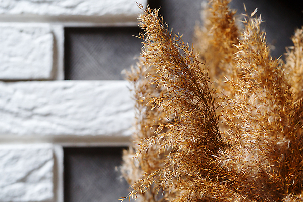 포토 JPG 해외이미지 식물 라이프스타일 디자인 응시 계절 꽃 벽 백그라운드 자연 선반 주택 건조 실내 갈대 사람없음 내부 장식 뷰티 갈색 꽃병 방 수확 가을 흰색 나뭇가지 황금 꽃집 묘사 오브젝트 질감 복고 리빙 내추럴 옛날 스타일 미니멀 해외202310 해외포토 나무 시선 컬러 가구 농업 건물 생활 상점 생태계 파일형식