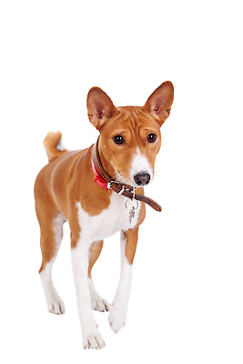 포토 JPG 해외이미지 한마리 반려견 사람없음 강아지 흰배경 목줄 바센지 해외202310 해외포토 1 백그라운드 반려동물 흰색 개 파일형식 반려용품