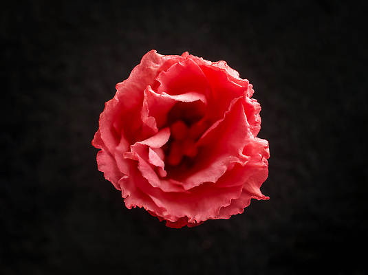 포토 JPG 해외이미지 꽃 사람없음 하이앵글 검은색 화려 해외202310 해외포토 식물 뷰포인트 컬러 컨셉 파일형식