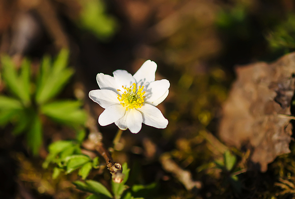 포토 JPG 해외이미지 식물 계절 꽃잎 꽃 컬러 백그라운드 잎 꽃무늬 밭 자연 잔디 사람없음 장식 초록색 여름 햇빛 뷰티 노란색 정원 봄 들꽃 성장 벚꽃 흰색 신선 개화 숲 꽃가루 내추럴 아네모네 해외202310 해외포토 무늬 농업 태양 가루 생태계 파일형식