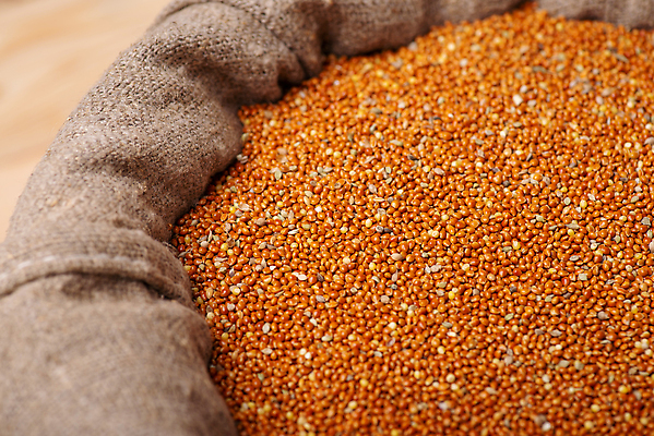 포토 JPG 해외이미지 음식 조각 백그라운드 농업 가방 재료 건조 건강 씨앗 사람없음 갈색 노란색 검은색 식사 견과류 껍질 흰색 아침식사 낟알 시리얼 밀 먹기 유기농 질감 날것 흙더미 섞기 수수 귀리 해외202310 해외포토 식물 웰빙 잡화 산업 컬러 모션 곡류 흙 파일형식 더미