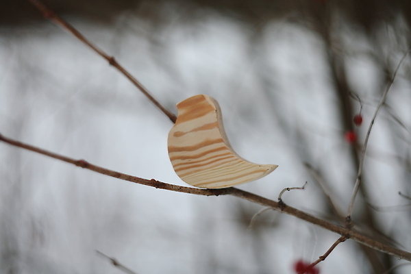 포토 JPG 해외이미지 자연 조류 사람없음 나뭇가지 나무조각 해외202310 해외포토 나무 동물 목재 생태계 파일형식