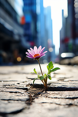 JPG 편집이미지 꽃 사람없음 도심 아스팔트 디지털합성 보케 편집실사 AI포토 AI콘텐츠 식물 도로 도시 CG 파일형식