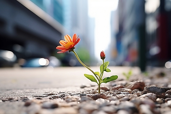 JPG 편집이미지 꽃 사람없음 도심 아스팔트 디지털합성 보케 편집실사 AI포토 AI콘텐츠 식물 도로 도시 CG 파일형식