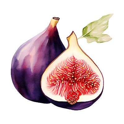 PSD 열매 일러스트 나뭇잎 수채화 사람없음 달콤 무화과 제철 제철과일 국내일러스트 식물 잎 과일 맛 파일형식