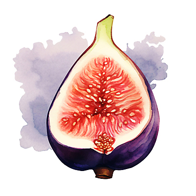 PSD 열매 일러스트 나뭇잎 수채화 사람없음 달콤 무화과 제철 제철과일 국내일러스트 식물 잎 과일 맛 파일형식