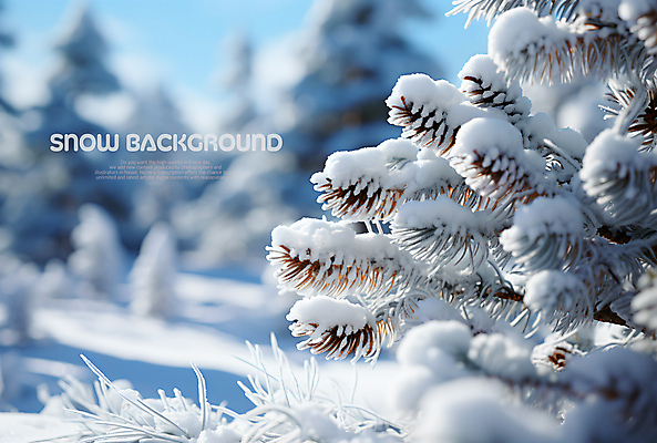 PSD 나무 편집이미지 백그라운드 겨울 사람없음 나뭇가지 눈 소나무 눈덮임 이미지편집 자연요소 식물 계절 컨셉 날씨 파일형식