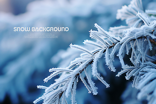 PSD 편집이미지 백그라운드 겨울 사람없음 파란색 얼음 눈 소나무 서리 이미지편집 자연요소 나무 계절 컬러 날씨 파일형식