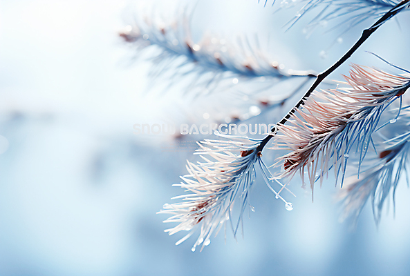 PSD 편집이미지 백그라운드 겨울 사람없음 흰색 나뭇가지 눈 솔잎 이미지편집 자연요소 나무 계절 컬러 잎 날씨 파일형식