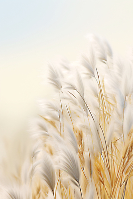 JPG 편집이미지 자연 바람 풍경 사람없음 흰색 억새 억새밭 편집실사 AI포토 AI콘텐츠 자연요소 식물 컬러 날씨 CG 생태계 파일형식