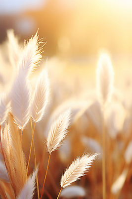 JPG 편집이미지 자연 바람 풍경 근접촬영 사람없음 햇빛 갈색 억새 억새밭 편집실사 AI포토 AI콘텐츠 자연요소 식물 뷰포인트 컬러 날씨 태양 CG 생태계 파일형식