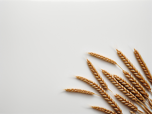 JPG 편집이미지 사람없음 농작물 가을 밀 디지털합성 이삭 카피스페이스 편집소스 편집실사 AI포토 AI콘텐츠 계절 농업 곡류 공백 CG 파일형식