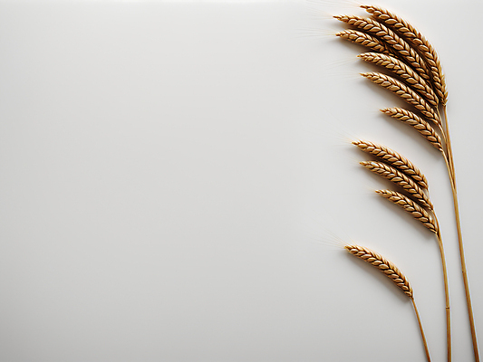 JPG 편집이미지 사람없음 농작물 가을 밀 디지털합성 이삭 카피스페이스 편집소스 편집실사 AI포토 AI콘텐츠 계절 농업 곡류 공백 CG 파일형식