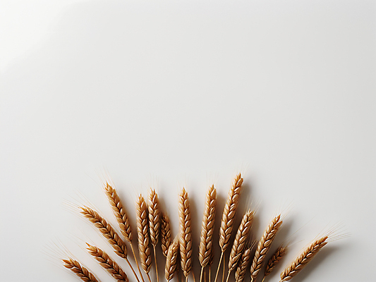 JPG 편집이미지 사람없음 농작물 가을 밀 디지털합성 이삭 카피스페이스 편집소스 편집실사 AI포토 AI콘텐츠 계절 농업 곡류 공백 CG 파일형식