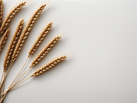 JPG 편집이미지 사람없음 농작물 가을 밀 디지털합성 이삭 카피스페이스 편집소스 편집실사 AI포토 AI콘텐츠 계절 농업 곡류 공백 CG 파일형식