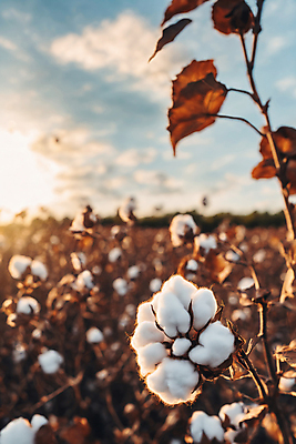 JPG 식물 편집이미지 밭 풍경 사람없음 솜 디지털합성 목화솜 편집실사 AI포토 AI콘텐츠 농업 CG 파일형식