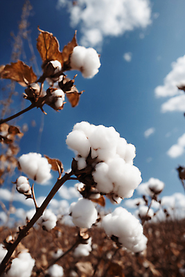 JPG 식물 편집이미지 밭 풍경 사람없음 솜 디지털합성 목화솜 편집실사 AI포토 AI콘텐츠 농업 CG 파일형식