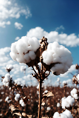 JPG 식물 편집이미지 밭 풍경 사람없음 솜 디지털합성 목화솜 편집실사 AI포토 AI콘텐츠 농업 CG 파일형식