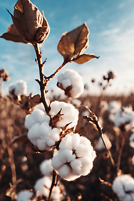 JPG 식물 편집이미지 밭 풍경 사람없음 솜 디지털합성 목화솜 편집실사 AI포토 AI콘텐츠 농업 CG 파일형식