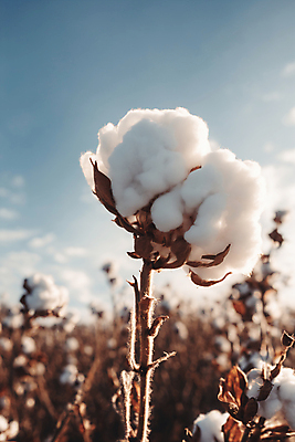 JPG 식물 편집이미지 밭 풍경 사람없음 솜 디지털합성 목화솜 편집실사 AI포토 AI콘텐츠 농업 CG 파일형식