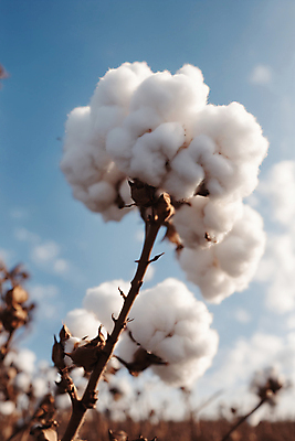 JPG 식물 편집이미지 밭 풍경 사람없음 솜 디지털합성 목화솜 편집실사 AI포토 AI콘텐츠 농업 CG 파일형식
